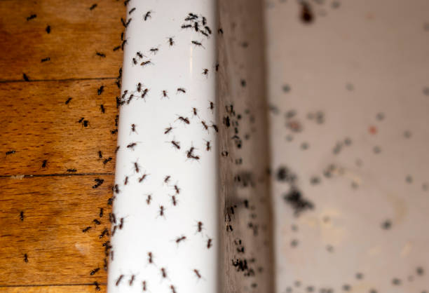 Best Affordable Pest Control Services  in Farmersville, CA