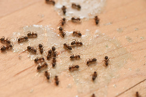 Best Exterminator Services  in Farmersville, CA
