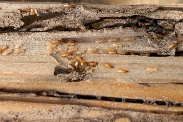 Best Residential Pest Control  in Farmersville, CA